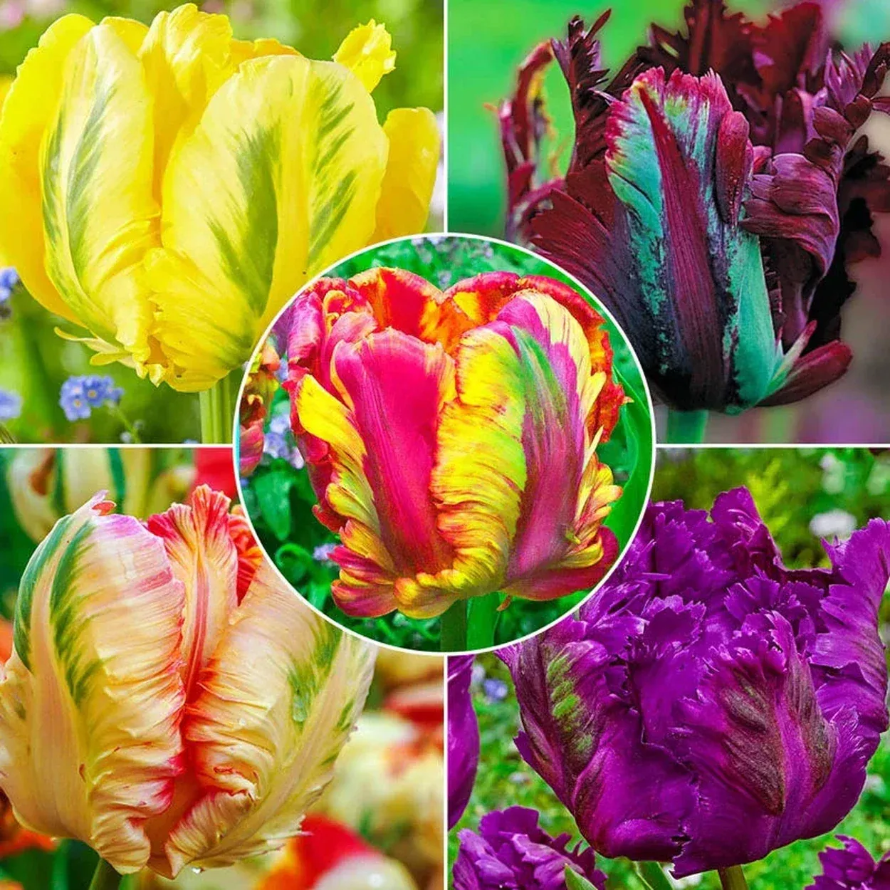 WOW! Parrot Tulip Collection