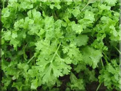 Wrinkled Crinkled Cress