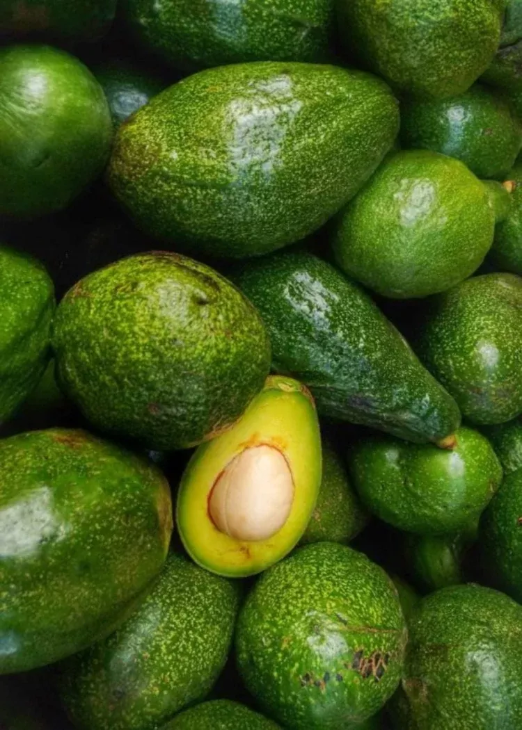 Wurtz Avocado (Little Cado) Tree