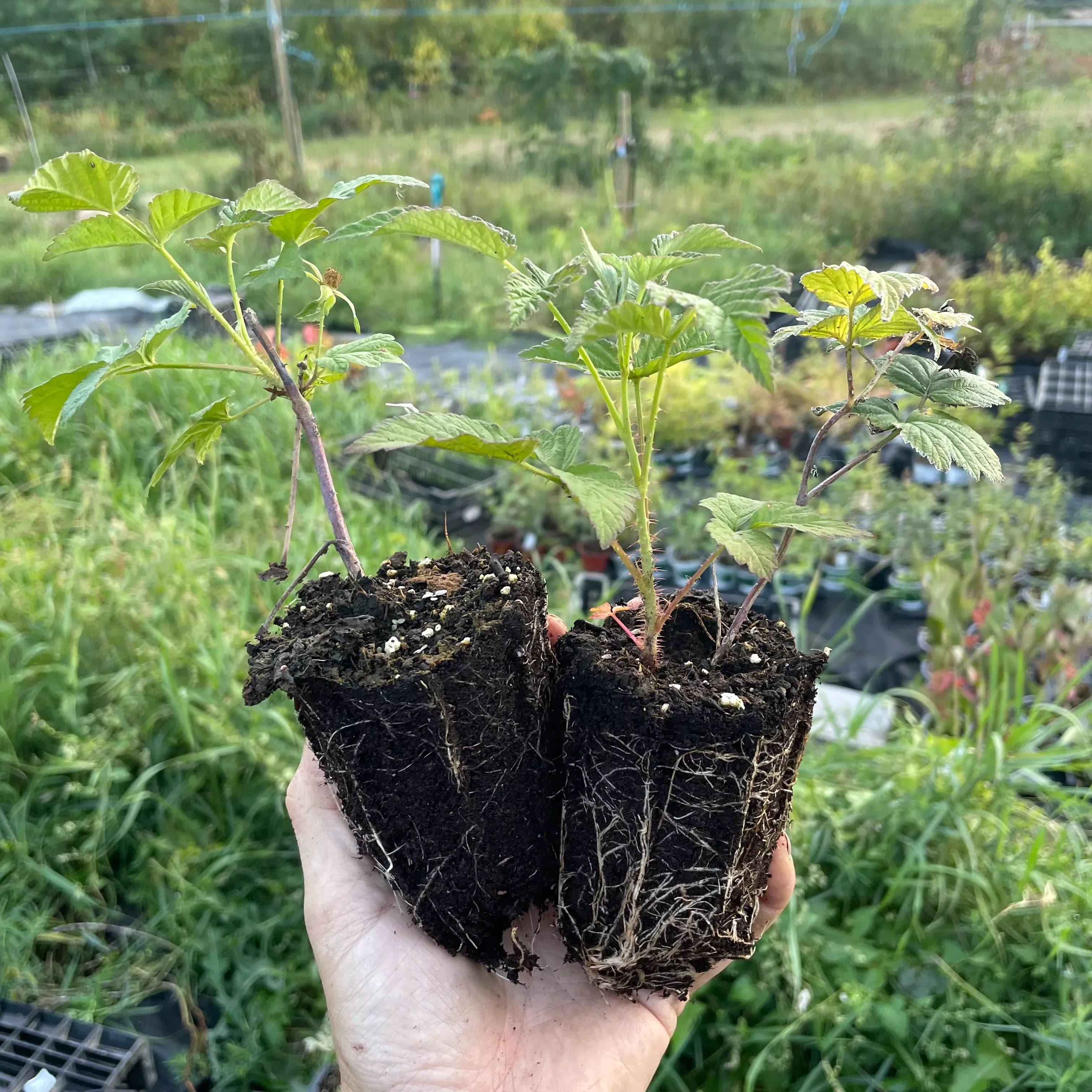 Wyoming Black Raspberry