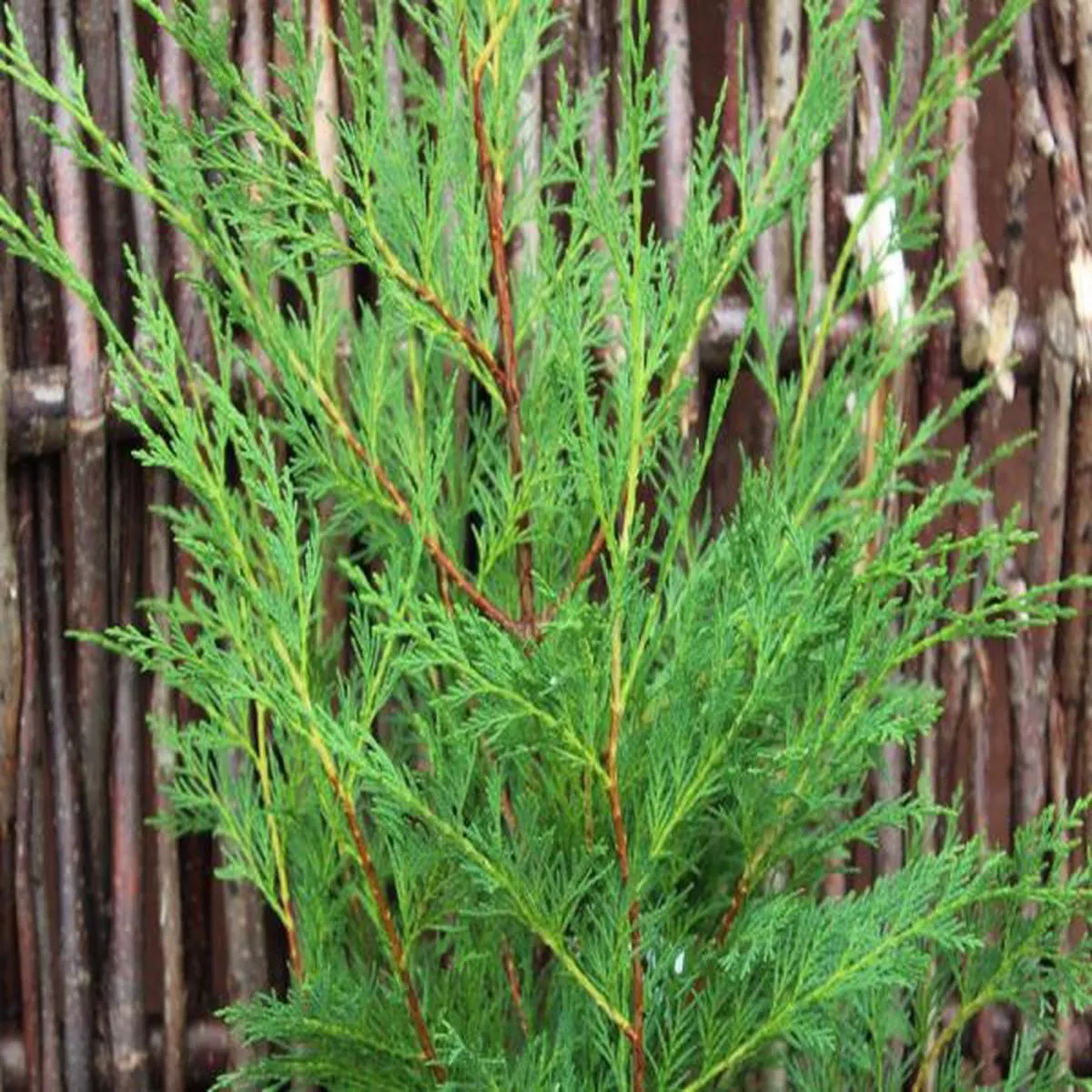 x Cuprocyparis leylandiiLeyland cypress