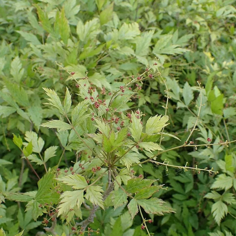 Xanthorhiza simplicissima- Yellowroot