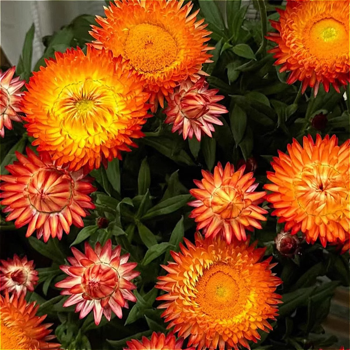 Xerochrysum Bracteatum – Orange | 1-Pot