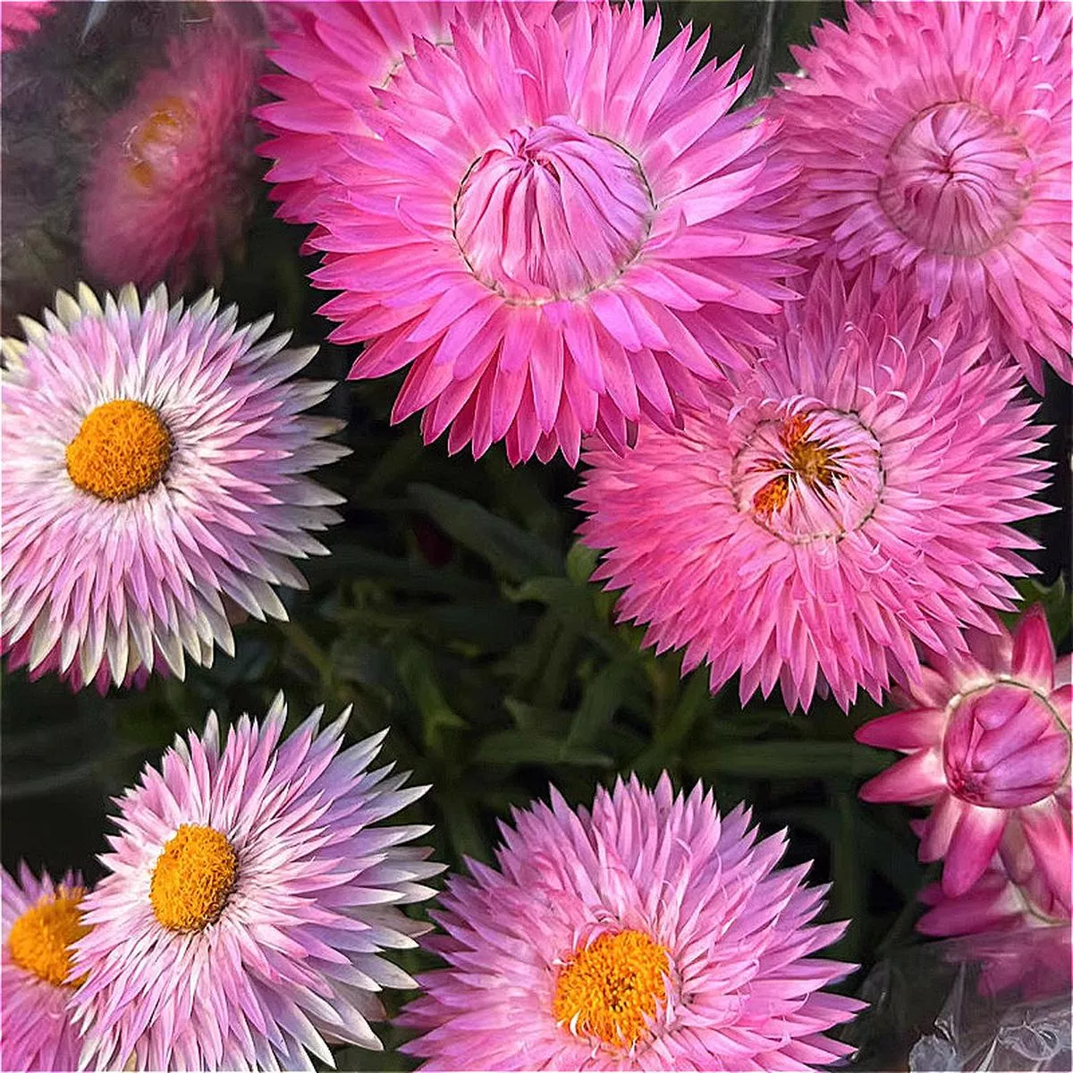 Xerochrysum Bracteatum – Pink | 1-Pot