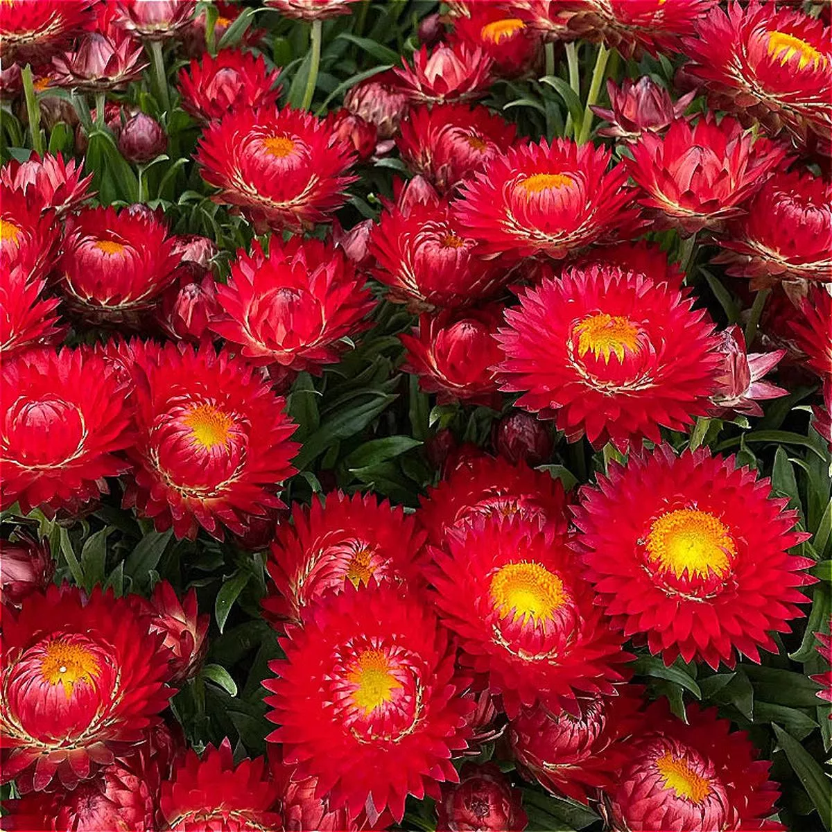 Xerochrysum Bracteatum – Pink | 3-Pot