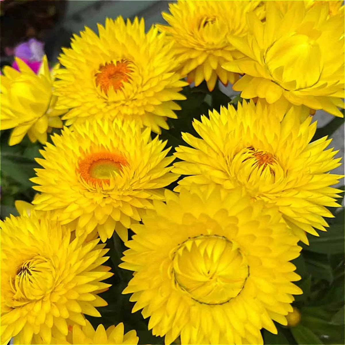 Xerochrysum Bracteatum – Yellow | 1-Pot