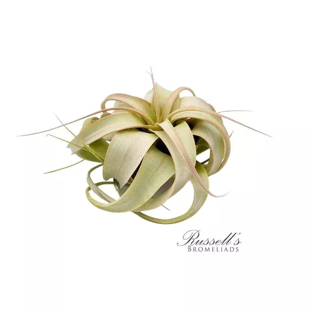 Xerographica 3"-4" Air Plant PL0134