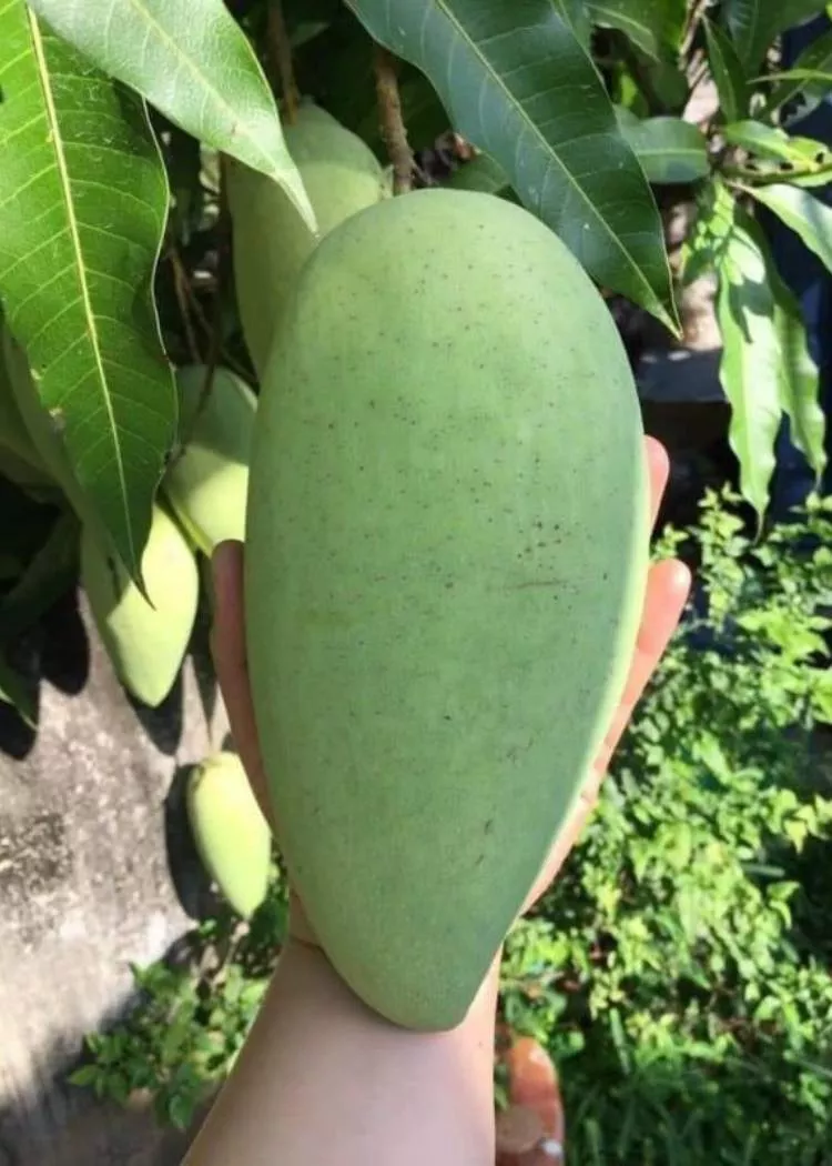Xoai Tuong/ Elephant Mango Tree