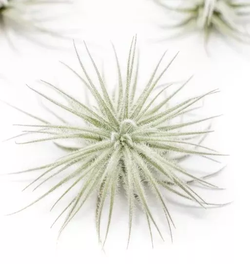 XXL Tillandsia Tectorum Ecuador Air Plant