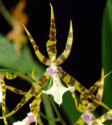Y548 MILTOSSIA GOLDEN SPIDER 'COPIUS' TROPICAL Z 9+