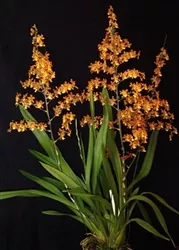 Y564 WILS. PACIFIC PASSAGE 'HANDSOME'TROPICAL Z 9+