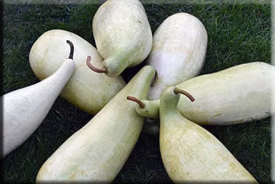 Yakteen Gourd