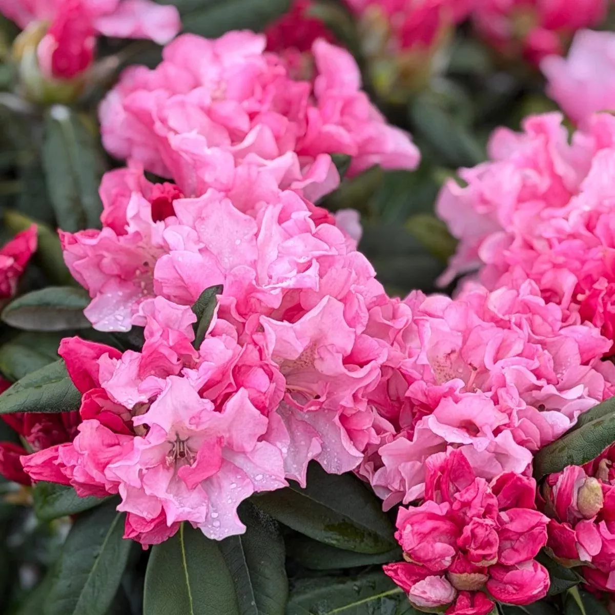 Yaku Prince Rhododendron