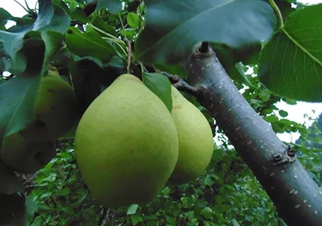 Yali Asian pear