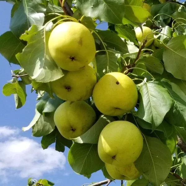 Yali Chinese Pear