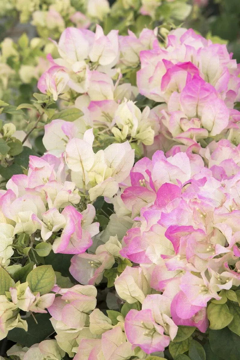 Yani's Delight Bougainvillea