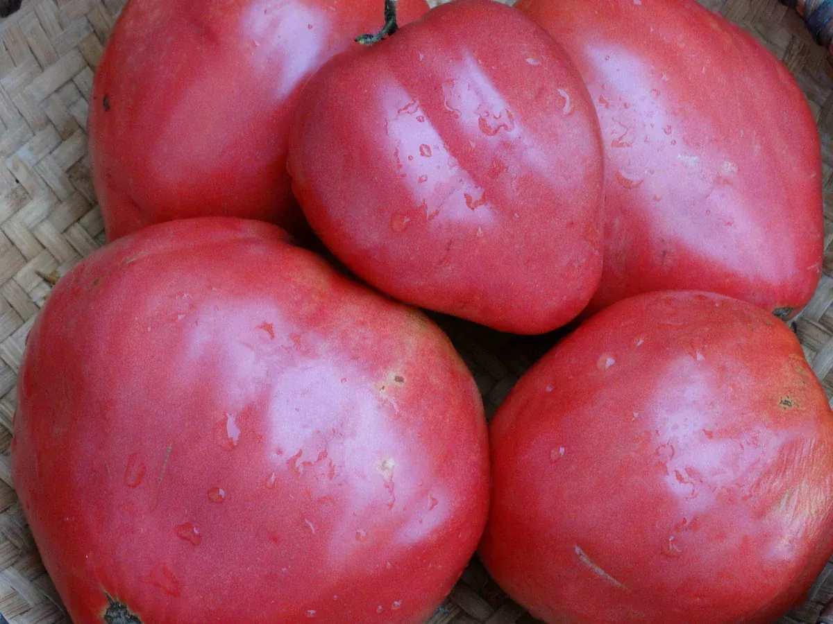 Yasha Yugoslavian Tomato