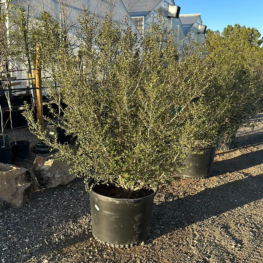 YAUPON HOLLY