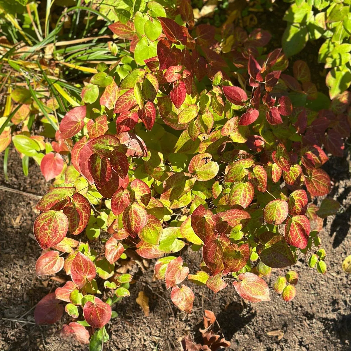Yellow Barrenwort