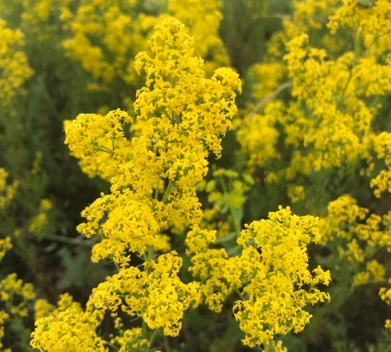 Yellow Bedstraw Seeds