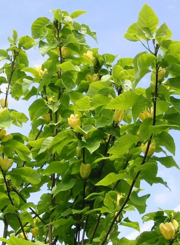 Yellow bird magnolia