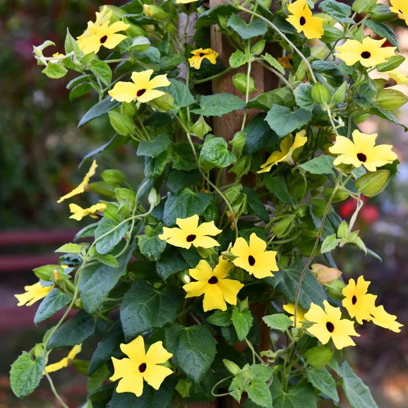 Yellow Black Eyed Susan Plant Plug (Thunbergia alata) – Yellow flowers with dark centers, fast-growing vine for trellises or fences.