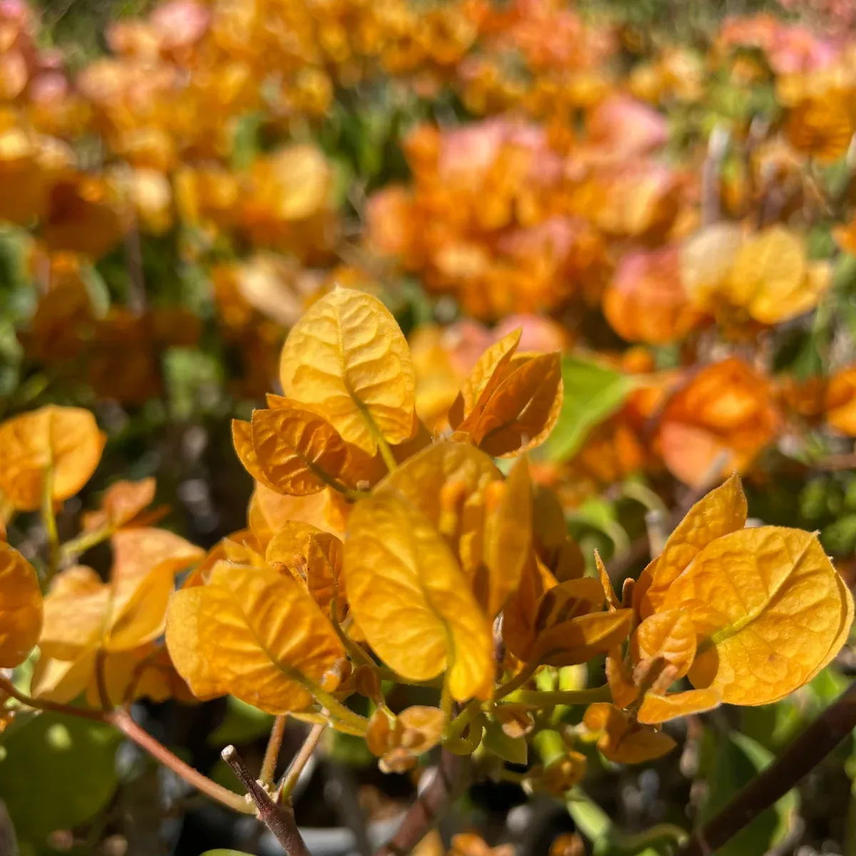 Yellow Bougainvillea Shrub