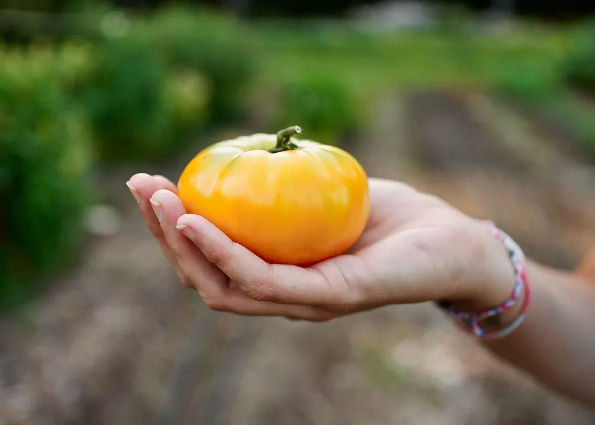 Yellow Brandywine - Organic Tomato Seeds