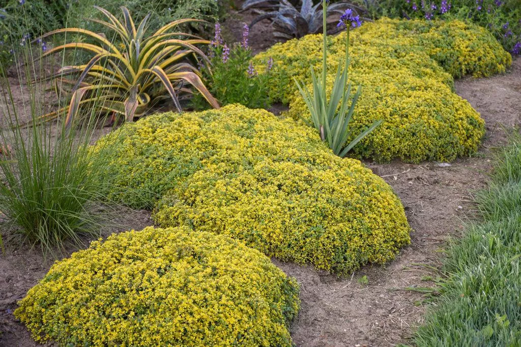Yellow Brick Road Stonecrop