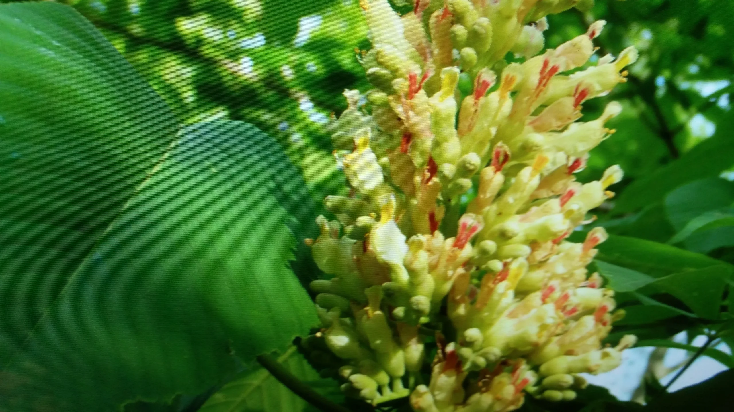 Yellow Buckeye
