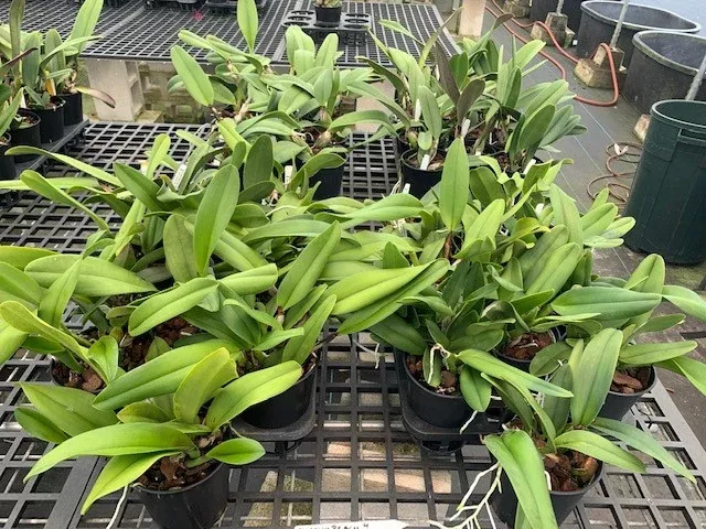 Yellow Cattleya Package 24 plants