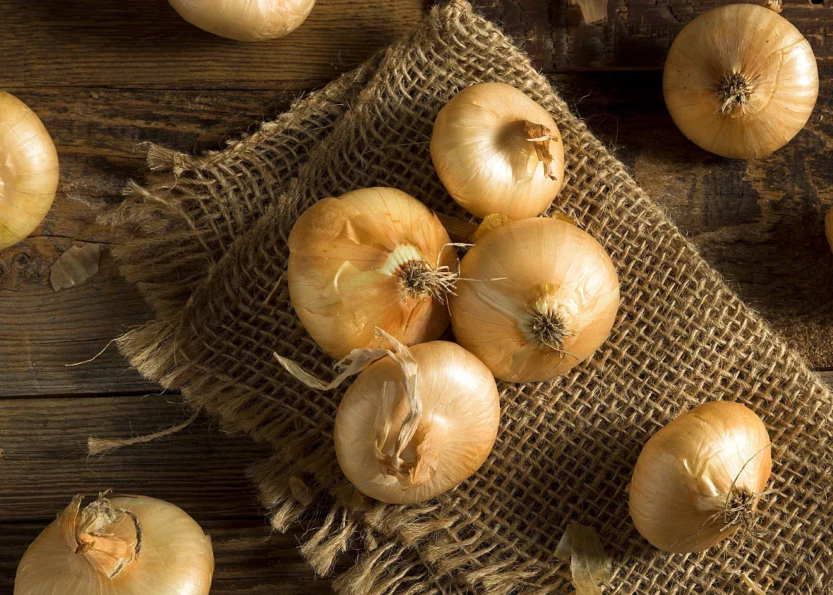 Yellow Cipollini - Onion Seeds