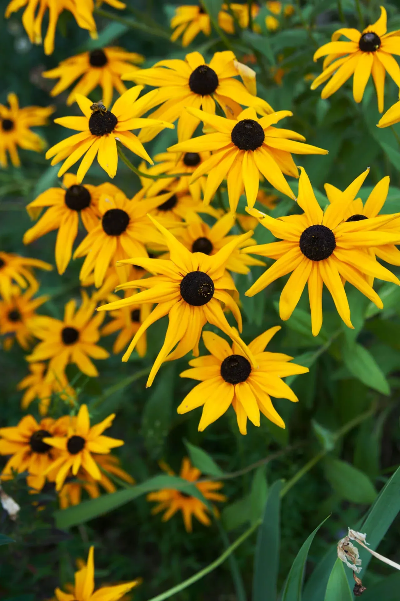 Yellow Coneflower Plant
