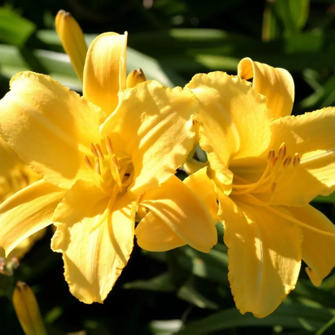 Yellow Daylily Stella Bella