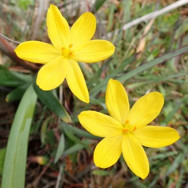 Yellow Eyed Grass