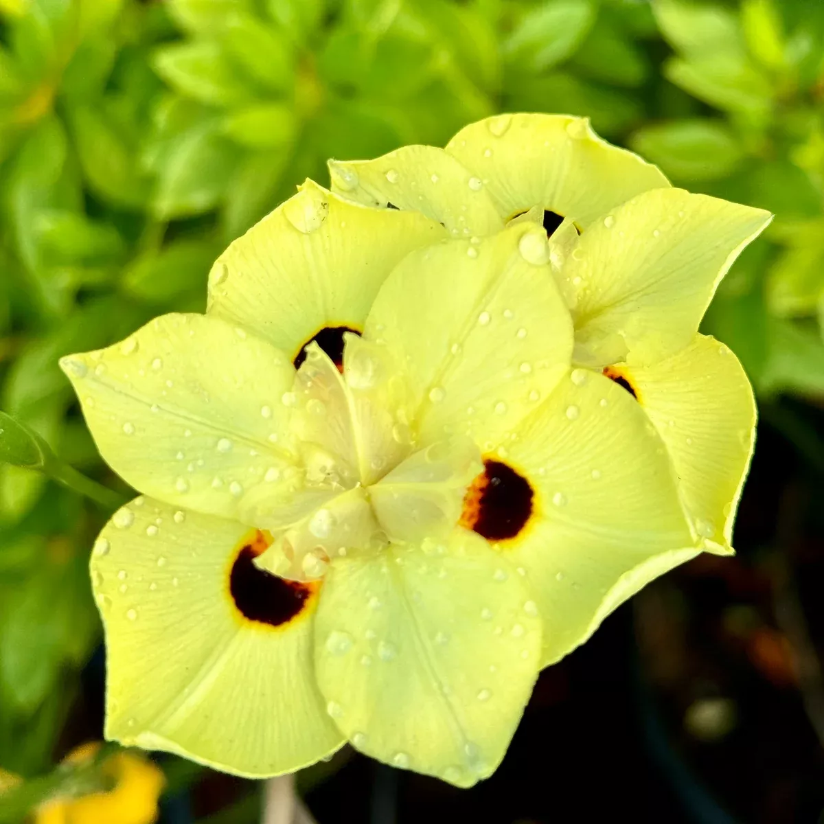Yellow Fortnight Lily