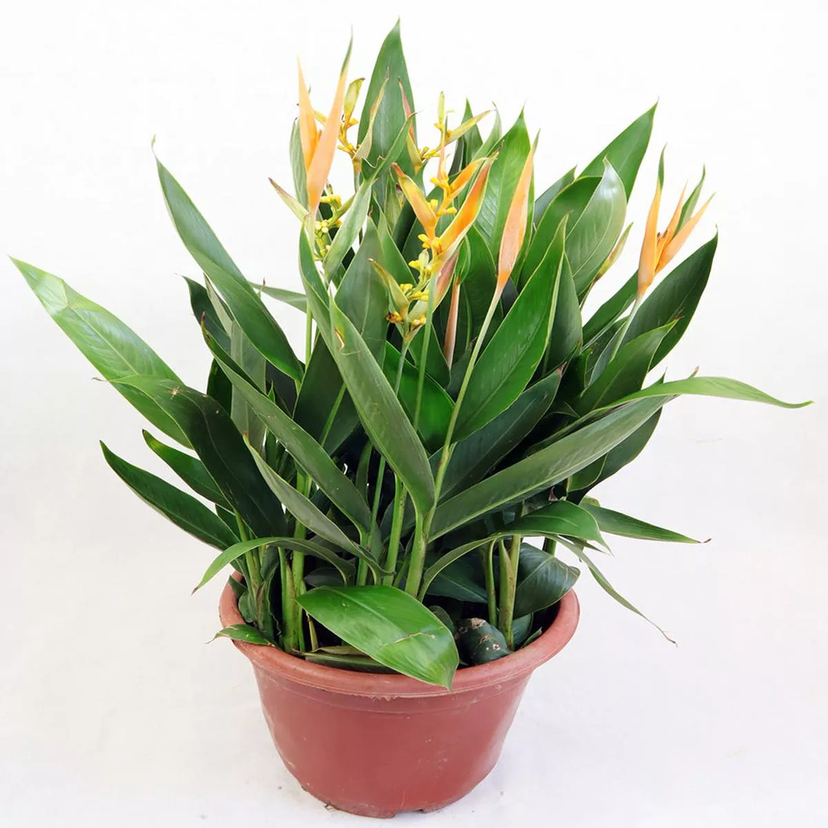 Yellow Heliconia