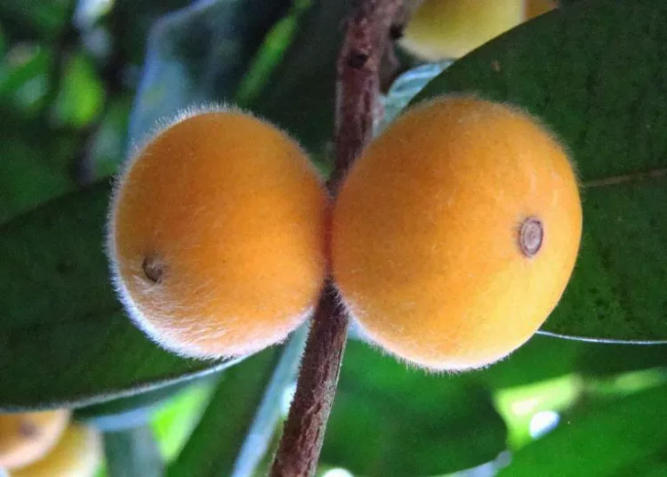 Yellow Jaboticaba Tree