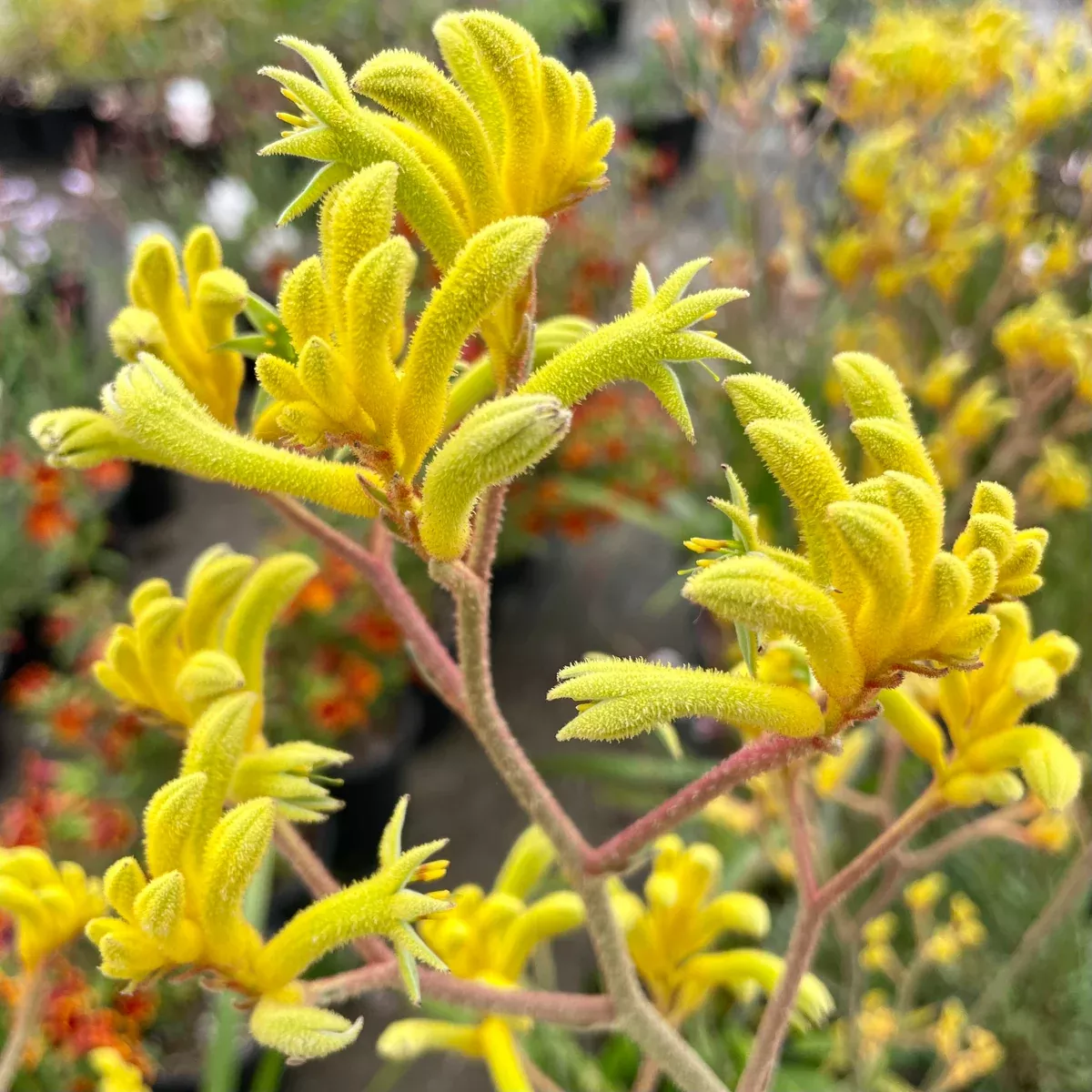 Yellow Kangaroo Paw