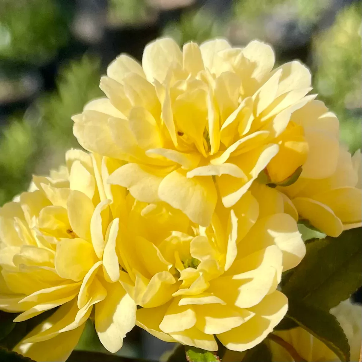 Yellow Lady Banks Climbing Rose
