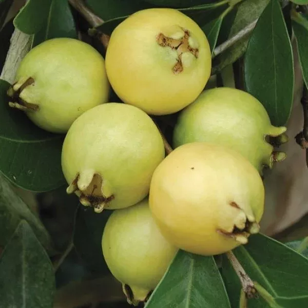 Yellow Lemon Guava