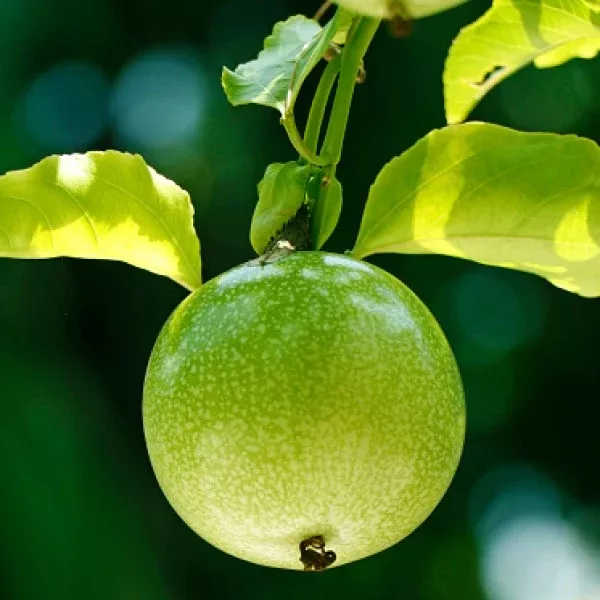Yellow Passion Fruit