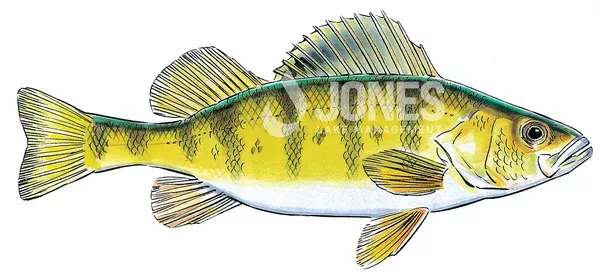 Yellow Perch