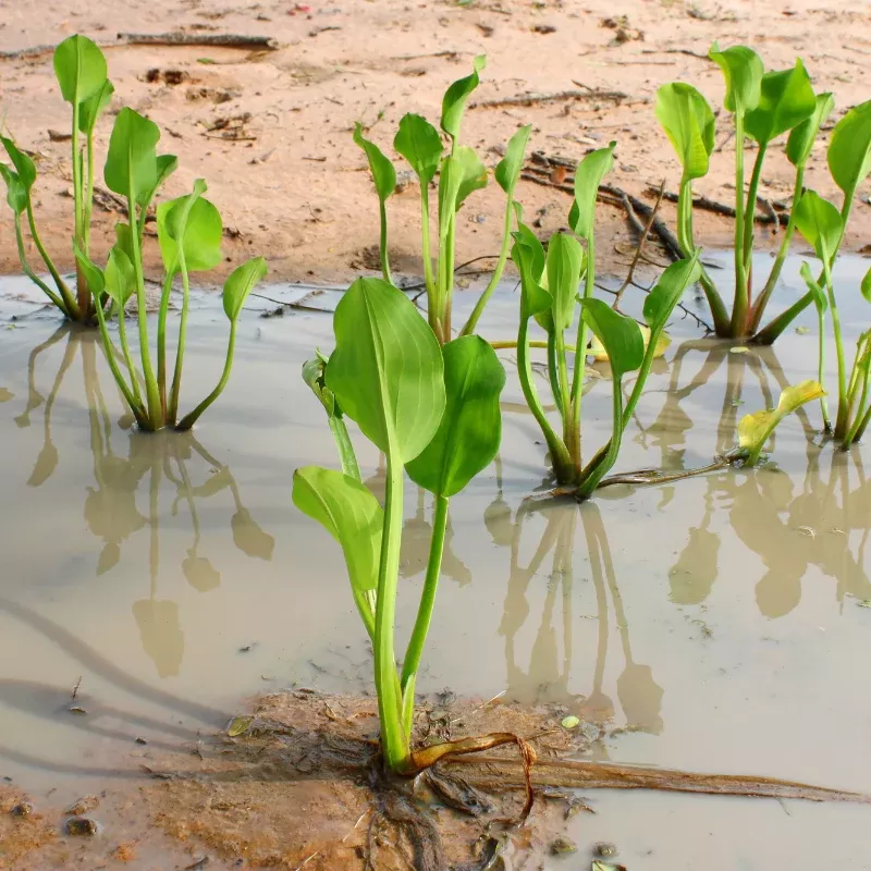 Yellow Sawah Flower Rush Seeds (Limnocharis flava) Semi-aquatic edible plant with tender leaves and yellow flowers; thrives in wet soils, ponds, and tropical water gardens