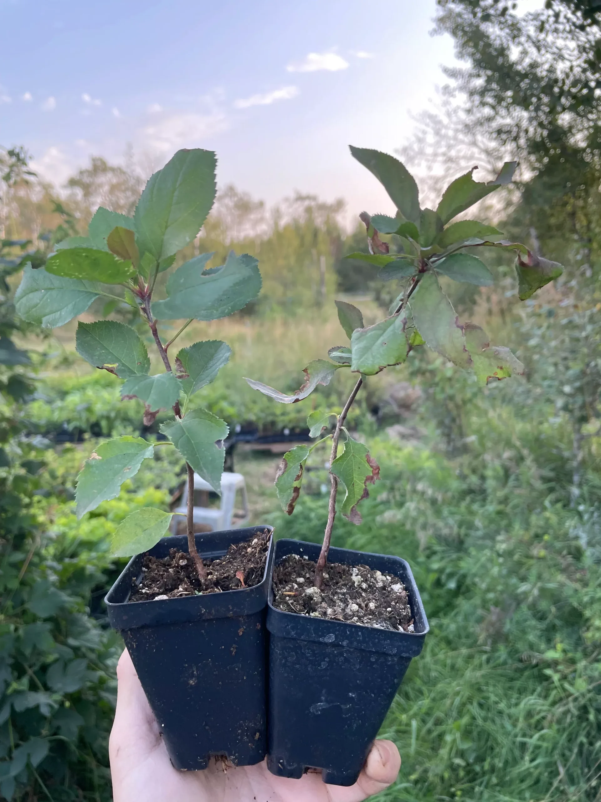Yellow Siberian Crabapple Seedlings
