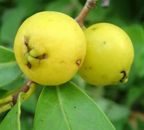 Yellow Strawberry Guava