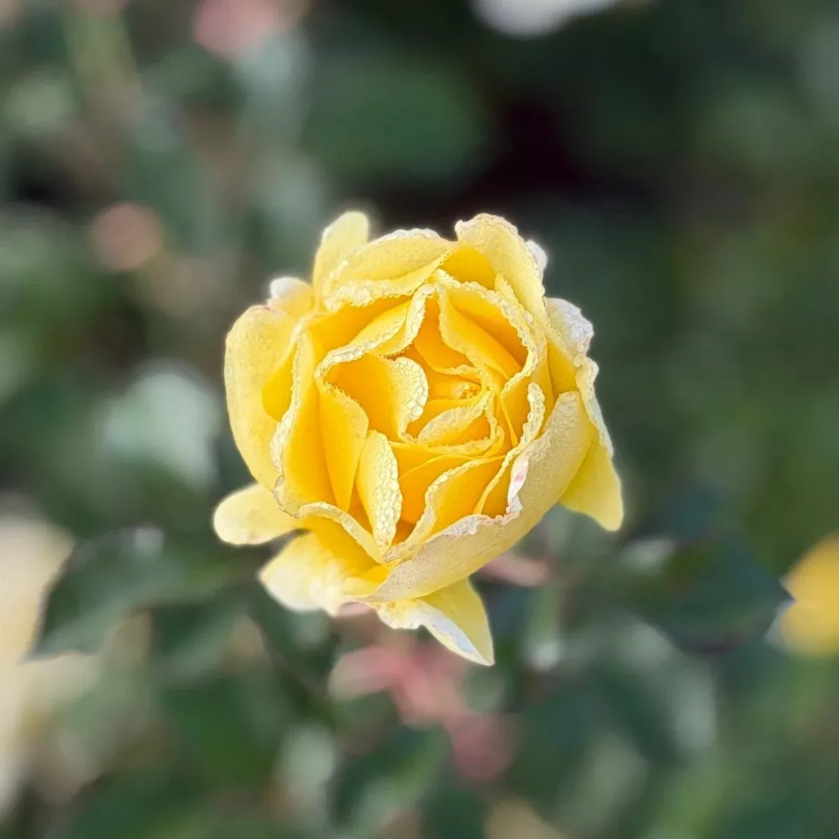 Yellow Submarine Easy Elegance Rose