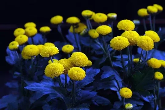 Yellow Tansy Seeds, Tanacetum vulgare, TA011C