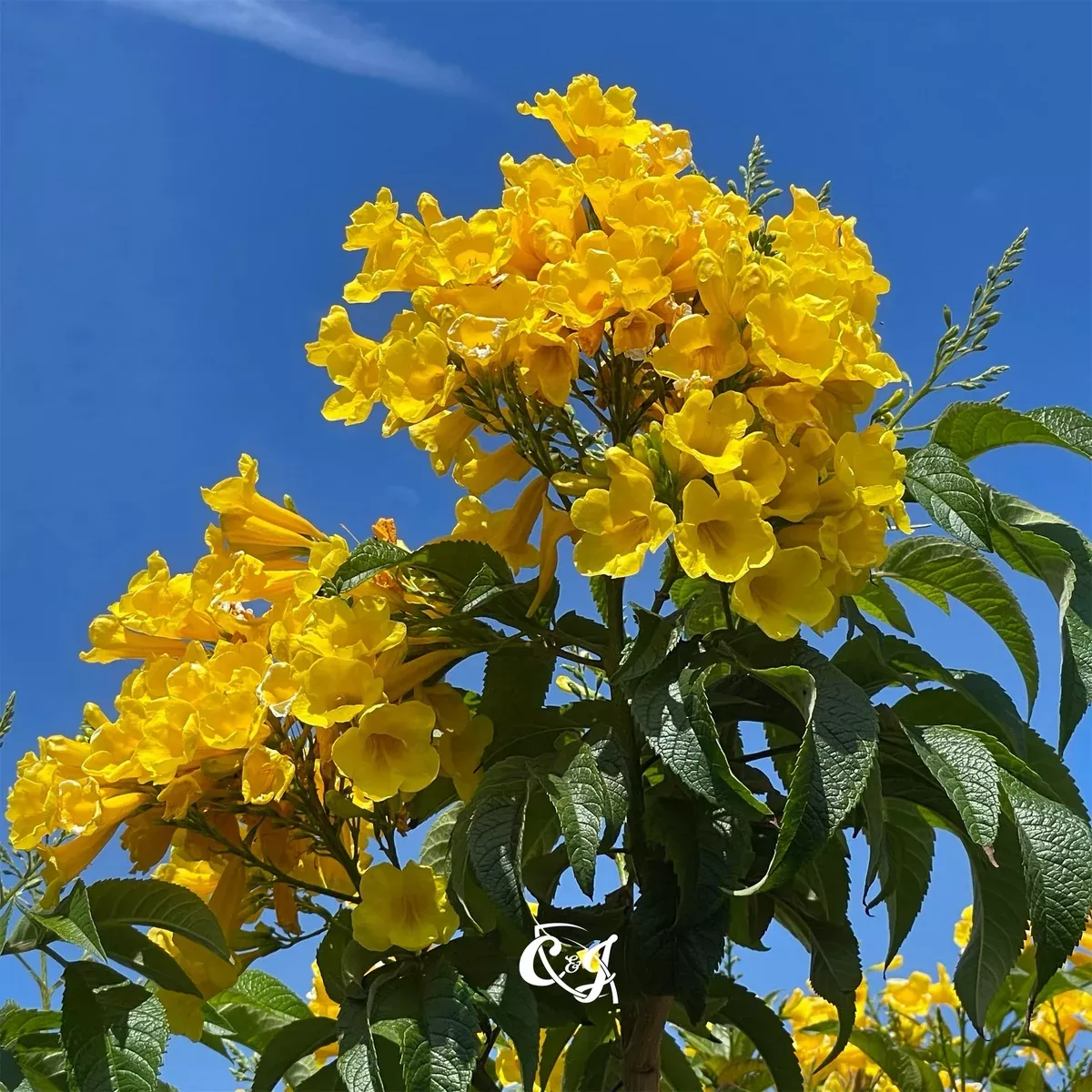 Yellow Trumpet Flower Tree