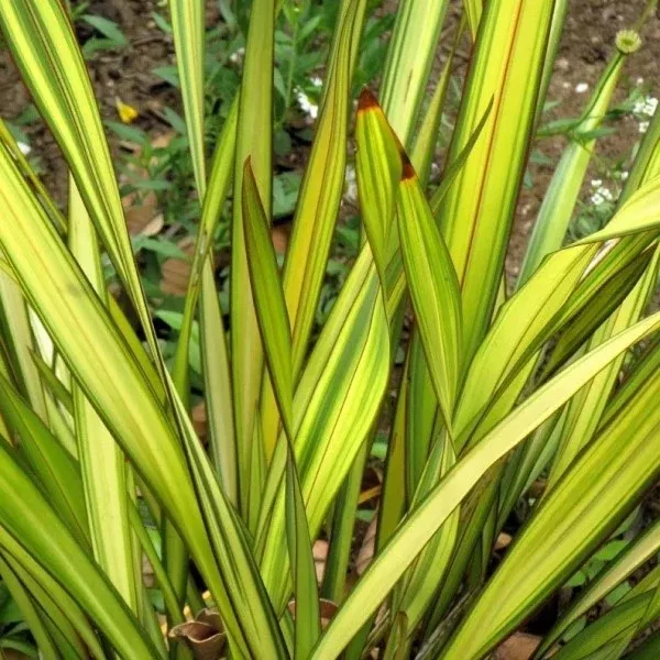 Yellow Wave New Zealand Flax